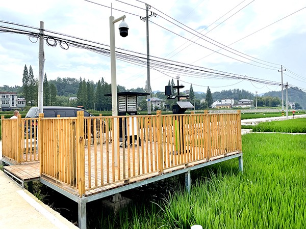 浙江临安：竹林变稻田，田舍喜开颜