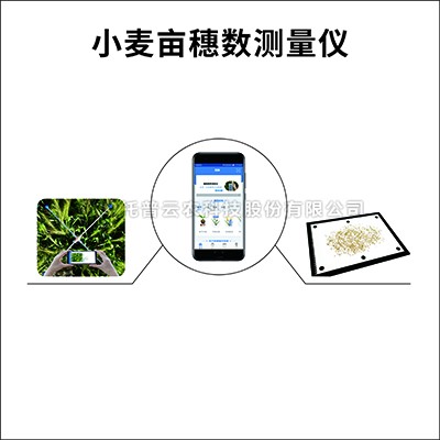 幼麦亩穗数丈量系统