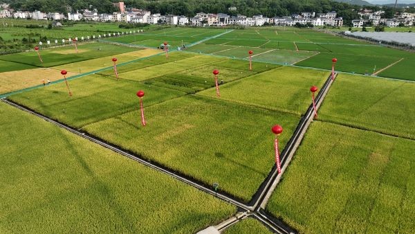 湘东区现代化造种基地，数智赋能让“赣鄱粮仓”更有底气！