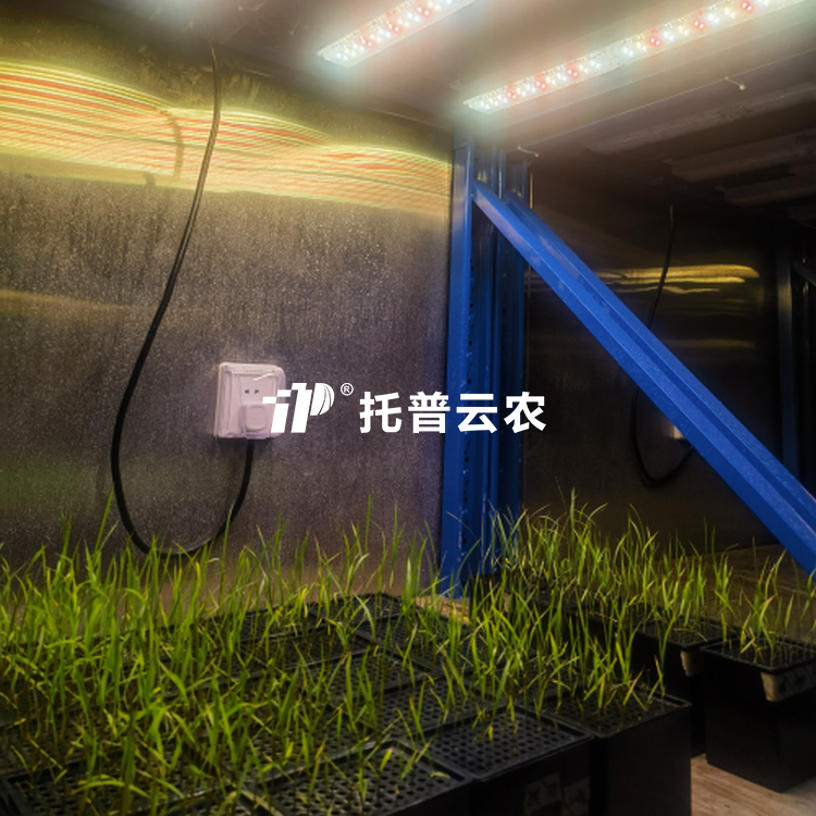 春化室/