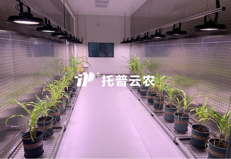 逆境钻研室：解码植物抗逆密码的 “精准仿照尝试室”