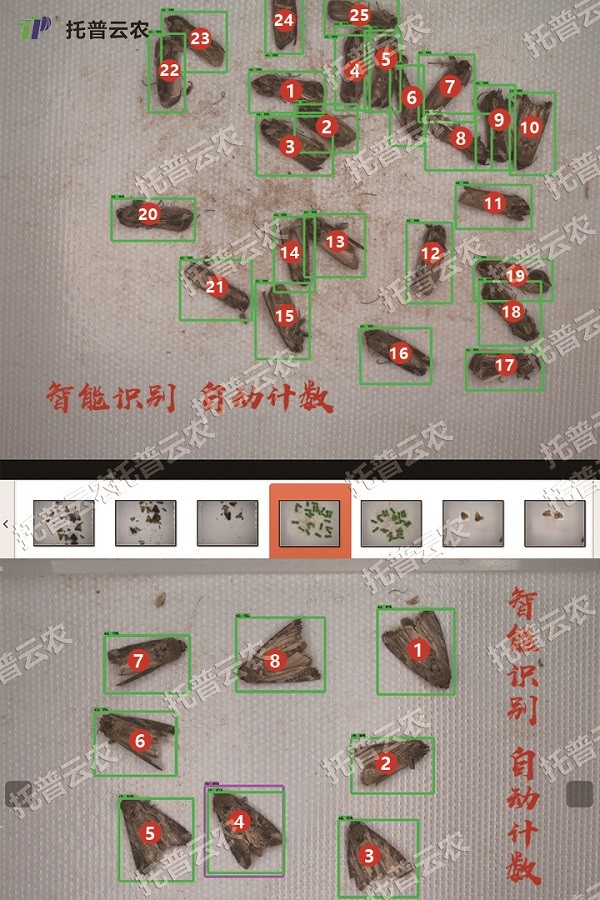 草地贪夜蛾的自动鉴别和计数