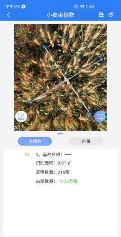 幼麦亩穗数丈量系统推算了局