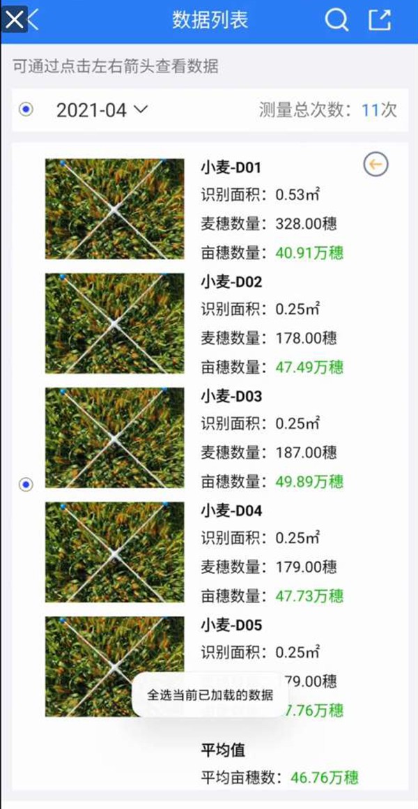 幼麦亩穗数丈量系统