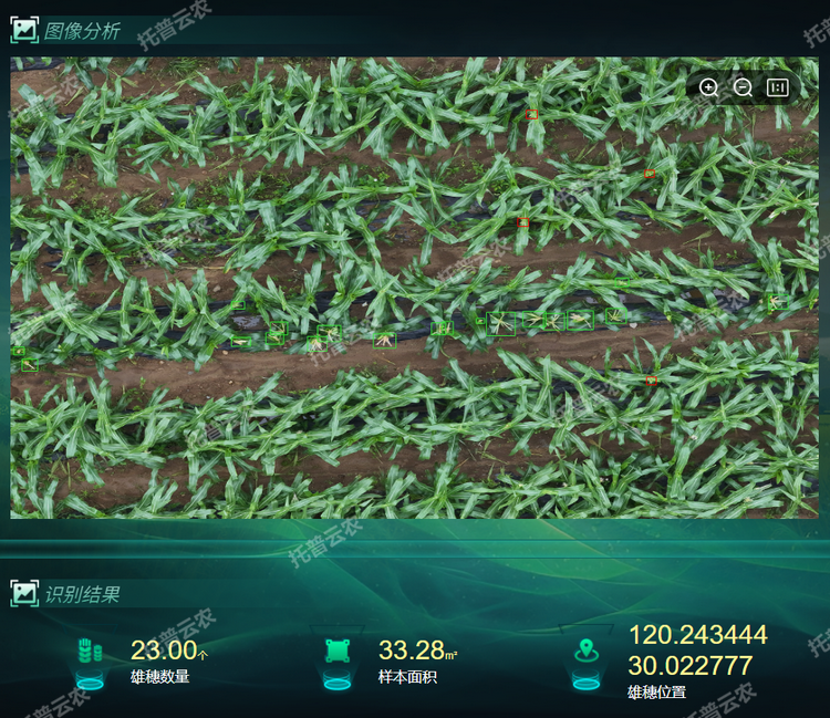 雄穗鉴别.png